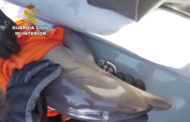 La BENEMERITA rescata a una cría de delfín que quedó atrapada en una poza de agua en las Islas Chafarinas