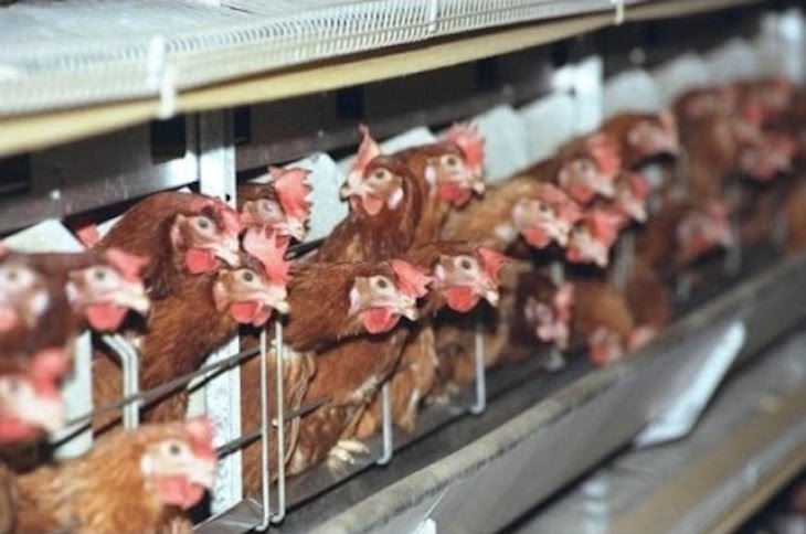 STOP a la explotación avícola intensiva en Valderrey