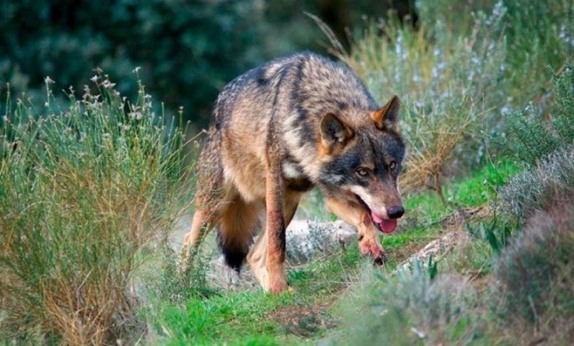 Si quieres defender al lobo ibérico el 18 de marzo tienes una cita en Madrid