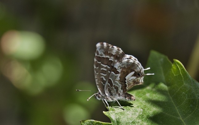 Editan una guía sobre el centenar de especies de mariposas que pueden verse en la provincia de Málaga