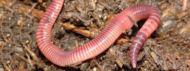 Lombricomposta para el cuidado de la planta de frijol