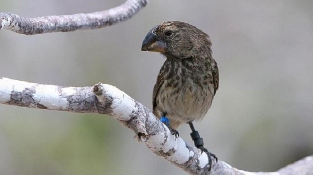 El mordisco de un T. Rex no es rival para el de un pinzón