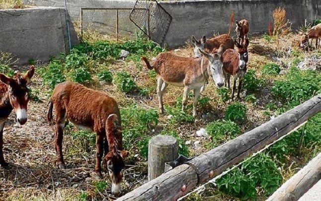 Unos burros limpia los torrentes de Andratx (Mallorca)