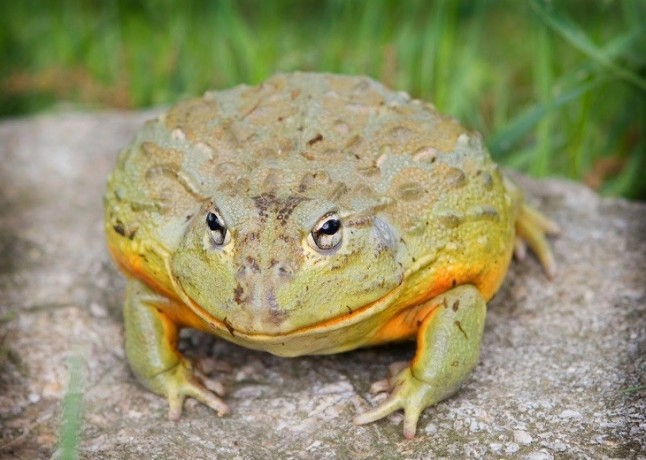 Alerta roja con la invasora y extremadamente agresiva Rana Toro