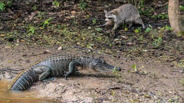 Grandes depredadores retornan a antiguos hábitats hoy humanizados