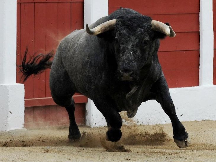 Castilla-La Mancha ‘no tiene vergüenza’ de retransmitir corridas de toros a puerta cerrada