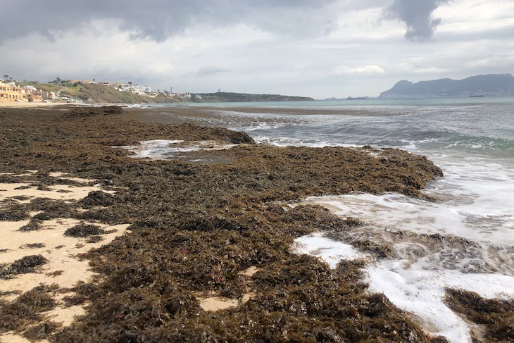 La mayoría de fondos del Estrecho de Gibraltar lo ocupa una alga asiática