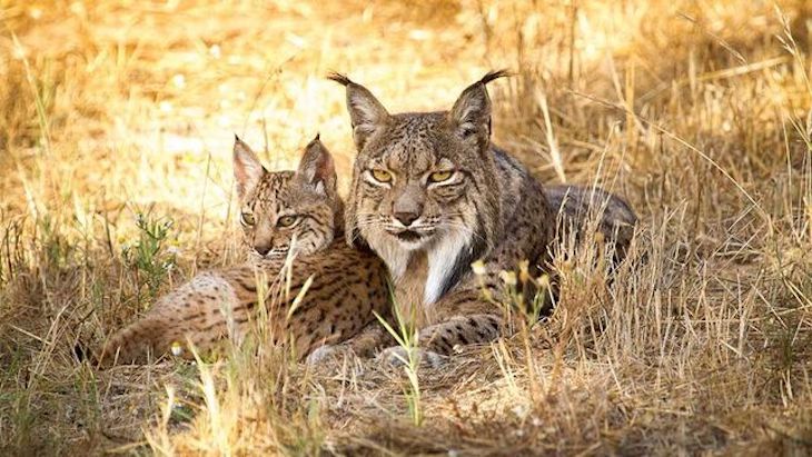 Andalucía podría permitir la caza del lince