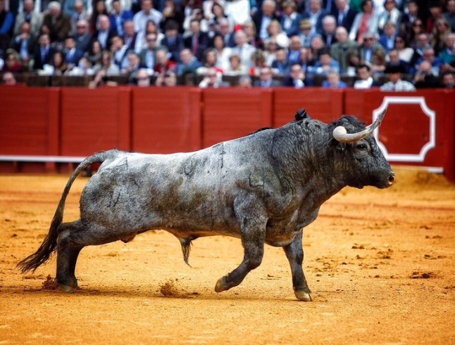 Frank Cuesta toma el pulso a la tauromaquia