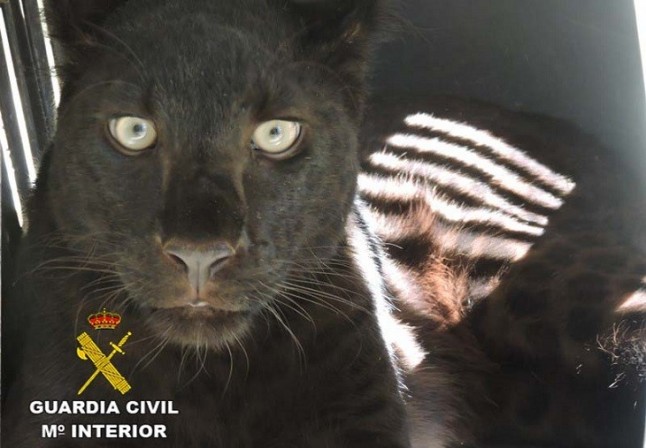 El SEPRONA interviene una pantera negra