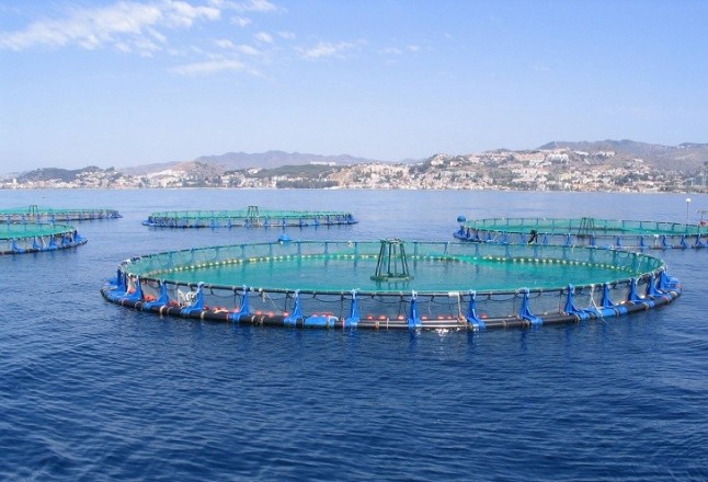 El uso de pescado salvaje para alimentar a peces de acuicultura aumenta el riesgo de colapso de la fauna marina