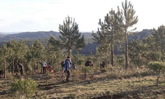 Comienza en la Sierra de San Pedro el programa Plantabosques de Adenex
