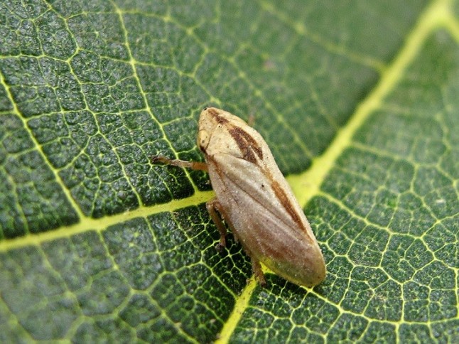 Ascienden a más de 800 los positivos por Xylella fastidiosa en Baleares