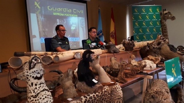 El almacén desmantelado en Salvaterra albergaba 11 colmillos de marfil