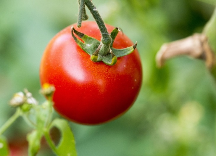 Exposición virtual de plantas y alimentos americanos