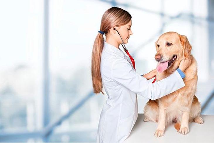 Los veterinarios se quieren implicar en la lucha del COVID-19