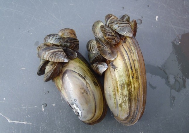 Los plásticos en el mar