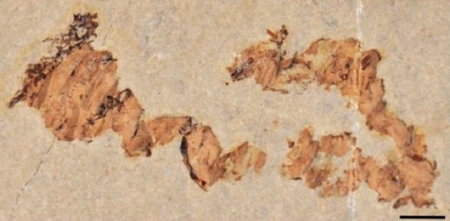 Heces revelan la diversidad de los vertebrados acuáticos del Cretácico