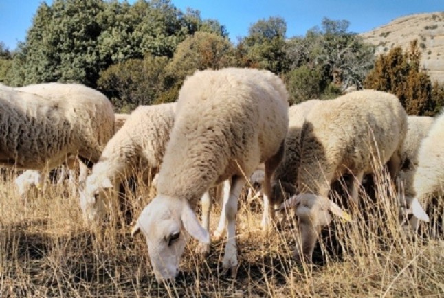 Ayudas a los ganaderos por la presencia del lobo y el oso en el territorio aragonés