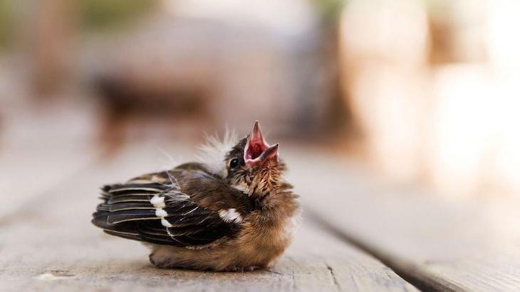 Si vives en Baleares y encuentras polluelos heridos en el suelo qué debes hacer