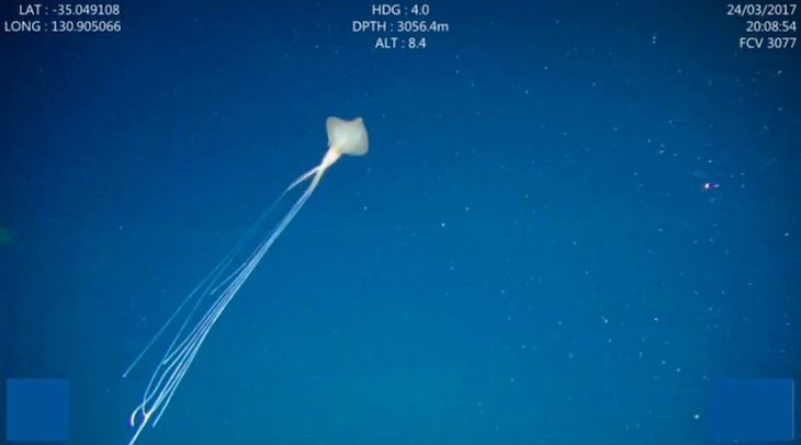 Cinco calamares gigantes observados en aguas profundas de Australia