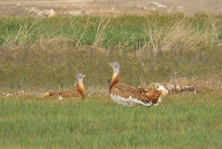 La autorización de cazar en pleno confinamiento amenaza a las aves esteparias del sur de Madrid