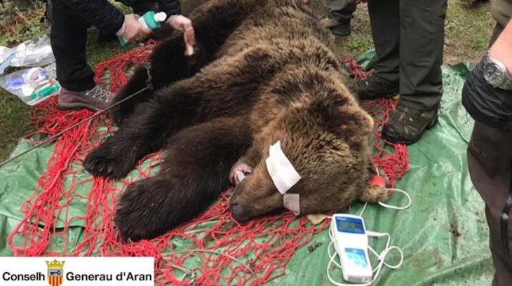 Facke News sobre la muerte del ‘Oso Cachou’ (Catalunya)