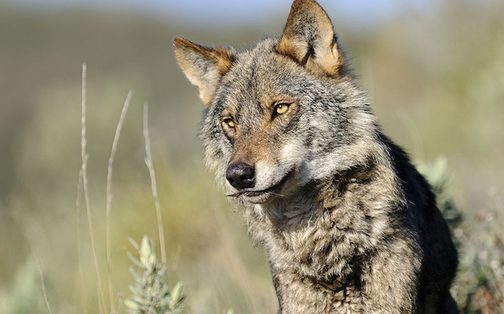 Castilla y León el ‘paraíso’ de los cazadores para abatir a balazos a los lobos