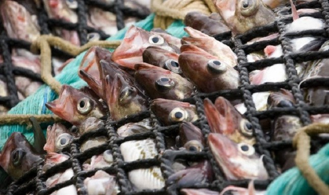 Europa apuesta por la sobrepesca