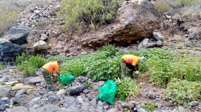 El Cabildo de Tenerife retira más de 10 toneladas de residuos vegetales de especies exóticas invasoras en septiembre