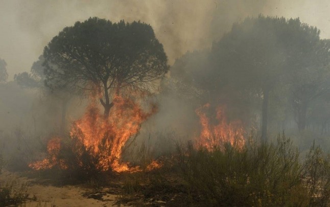 Doñana se recupera del incendio forestal