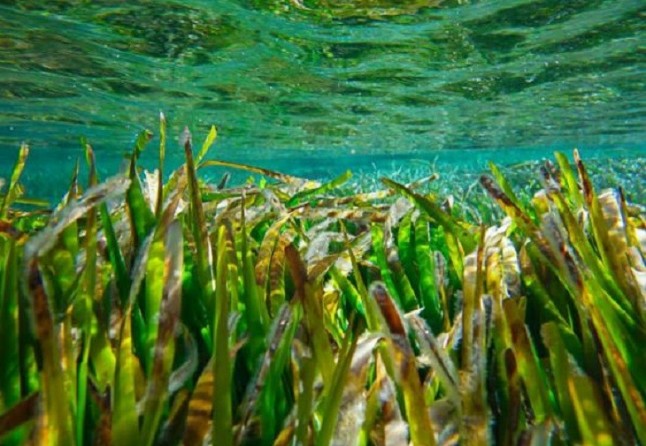 El GOB distribuye banderas de SOS Posidonia en la costa catalana para "visibilizar" la protección de la planta marina