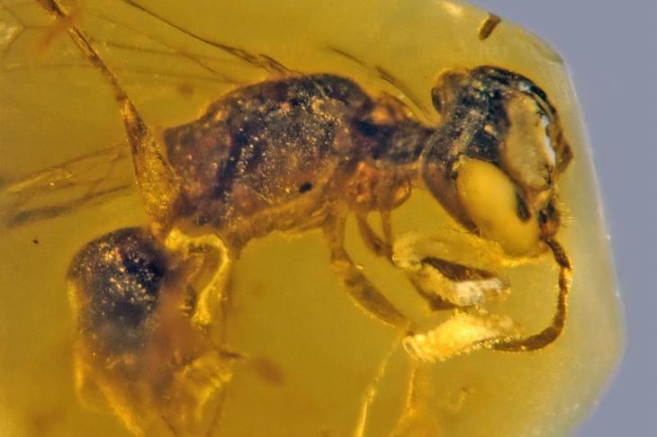 Conservados dos insectos en plena cópula hace 41 millones de años