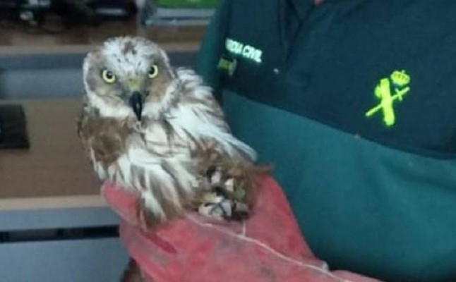 El SEPRONA en La Rioja recupera un aguilucho lagunero herido