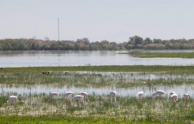 WWF pide medidas urgentes para conservar Doñana