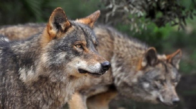 Agricultores de Córdoba contra Programa de Recuperación del Lobo Ibérico