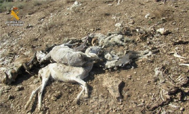 La Guardia Civil detiene a un ganadero en Fraga por maltrato animal