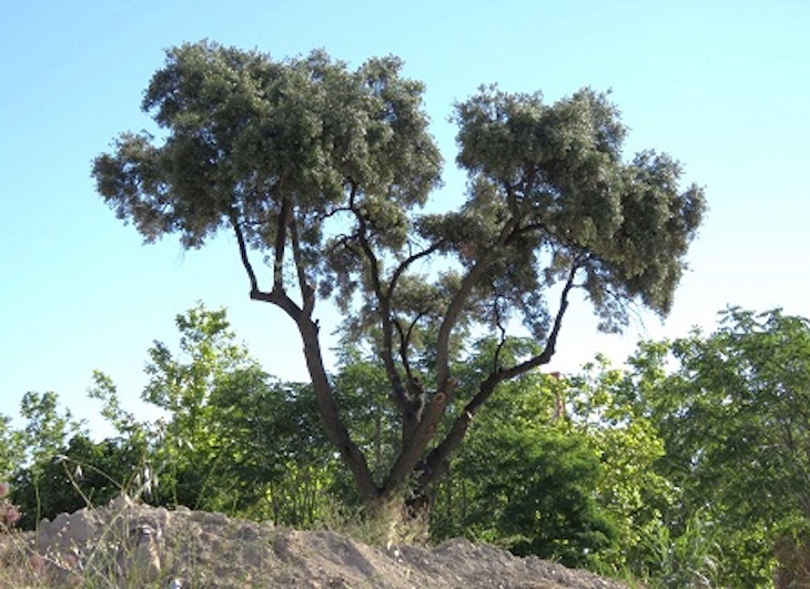 Exigen la paralización del trasplante del árbol más valioso de Valdemoro