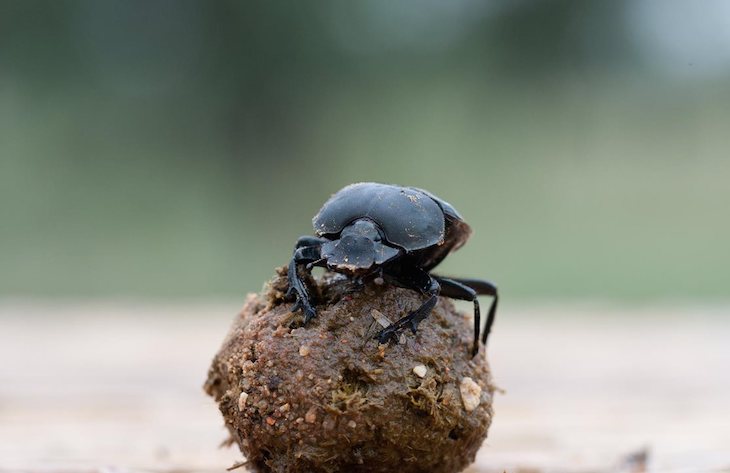 El Niño contribuye al colapso de los insectos en la Amazonia