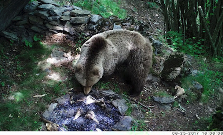 Los carnívoros provocan alteraciones en campamentos paleolíticos