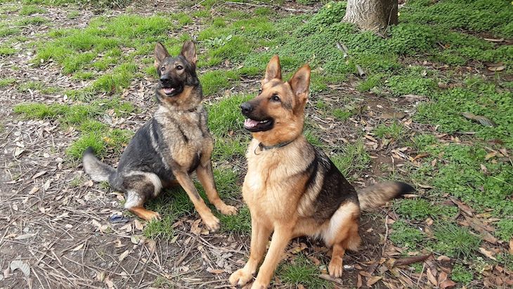 Trasladarán ‘perros adiestrados de España’ al Congo para luchar contra el tráfico ilegal de especies