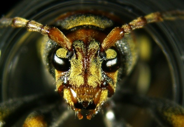 Alerta máxima sobre la nueva plaga invasora de un escarabajo asiático en Catalunya