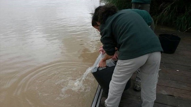 Liberados en el Guadalquivir 50 angulones decomisados en Algeciras cuando aún eran angulas