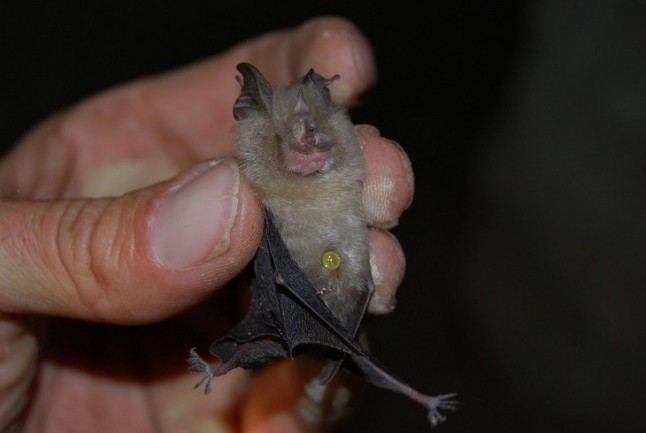 Absueltos dos empleados de mantenimiento de la Universidad de Jaén juzgados por matar murciélagos
