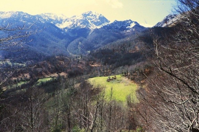 El Principado de Asturias amenaza el bosque de Peloño
