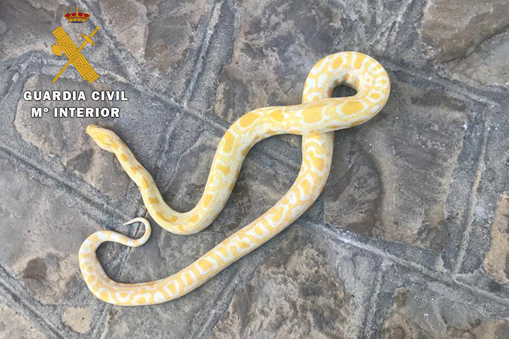 Ilegal. Un vecino de Porcuna (Jaén) tiene una pitón albina
