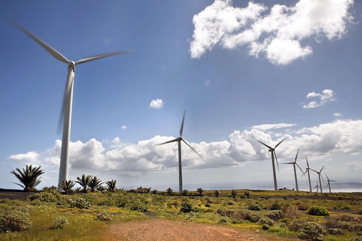 Endesa planta árboles autóctonos para proteger del fuego sus parques eólicos en Galicia