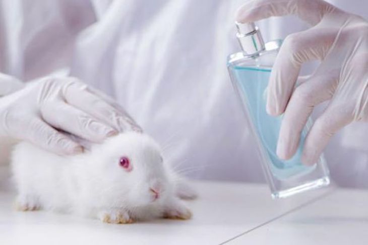 Europa debe hacer complir con la prohibición de no experimentar productos cosméticos en animales
