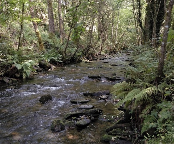 Diversificar la gestión tradicional de los bosques para proteger los artrópodos forestales