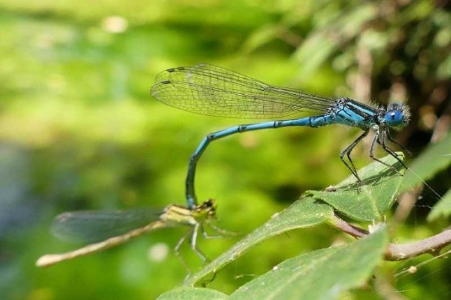 Editan una guía informativa y de identificación de las libélulas de la provincia de Málaga